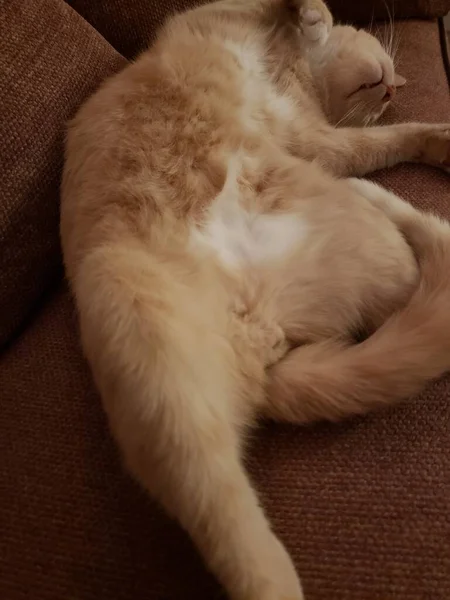 Cream Tabby Shorthair Cat Покоится Диване Stickley — стоковое фото