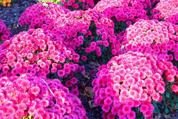 Mamme Colorate Inniswood Metro Gardens Westerville Ohio — Foto Stock