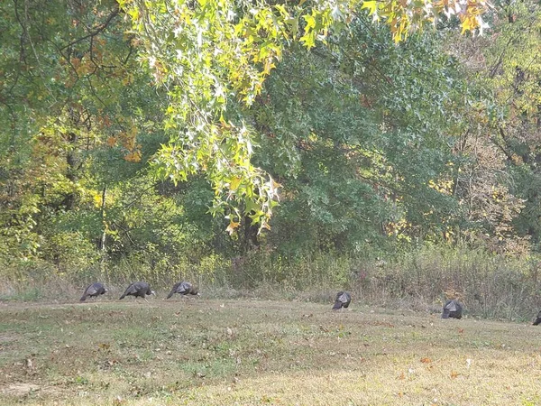 Flock Turkeys Blendon Woods Metro Park Колумбус Огайо — стоковое фото