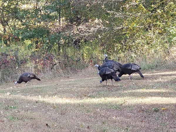 Flock Turkeys Blendon Woods Metro Park Колумбус Огайо — стоковое фото