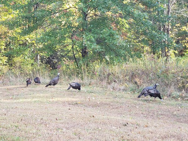 Flock of Turkeys, Blendon Woods Metro Park, Columbus, Ohio