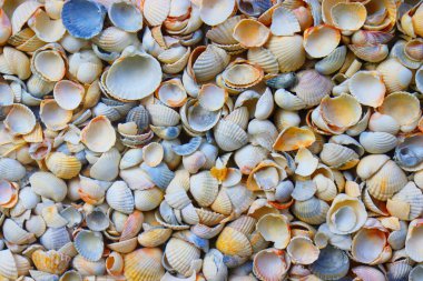 Deniz kabuklu doku. Çeşitli deniz kabukları
