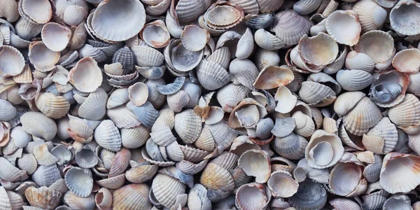 Texture with seashells. Various seashells — Stock Photo, Image