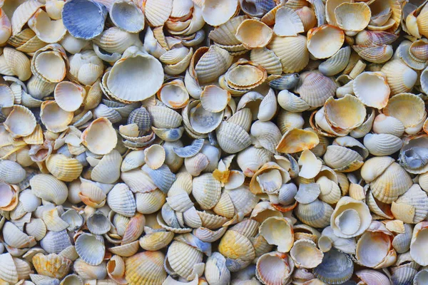 Deniz kabuklu doku. Çeşitli deniz kabukları — Stok fotoğraf