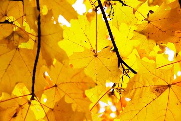 Autumn background with maple leaves. Yellow maple leaves. Royalty Free Stock Photos