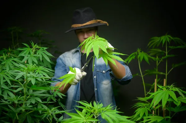 Boer Snoeit Snijdt Top Van Cannabis Gelegaliseerde Boerderij — Stockfoto