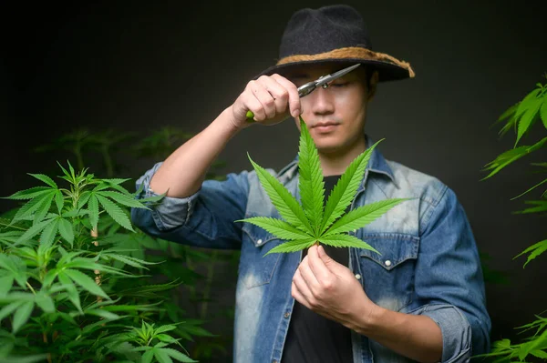 Farmer Trimming Cutting Top Cannabis Legalized Farm — Stock Photo, Image
