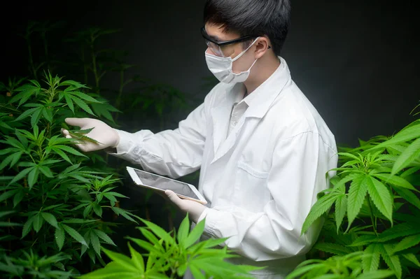 Concept Van Cannabisplantage Voor Medische Doeleinden Een Wetenschapper Die Tabletten — Stockfoto
