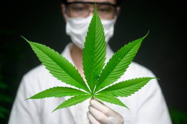 Bilimadamı deney için kenevir yapraklarını, bitkisel eczacılık için kenevir bitkisini laboratuardaki cbd yağını inceliyor ve inceliyor.