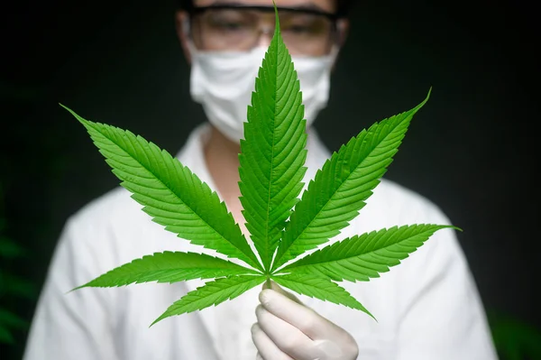Wetenschapper Het Controleren Analyseren Van Een Cannabisbladeren Voor Experiment Hennep — Stockfoto