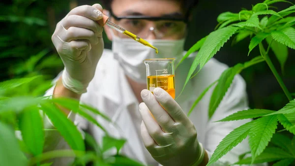 Científico Está Revisando Analizando Experimento Cannabis Sosteniendo Vaso Aceite Cbd — Foto de Stock