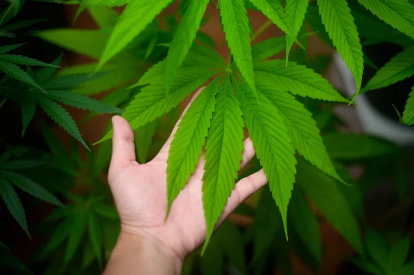 Close Van Hand Van Wetenschapper Met Hennepbladeren Bij Indoor Cannabis — Stockfoto