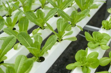 Hidroponik sera çiftliğinde taze sebzeler, temiz yiyecekler ve sağlıklı yeme konsepti. 