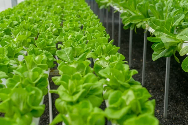 Frisches Gemüse Hydroponischer Gewächshausfarm Sauberes Essen Und Gesundes Ernährungskonzept — Stockfoto