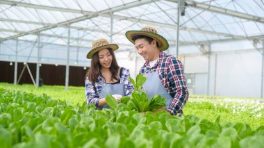 Hidroponik sera çiftliğinde çalışan genç bir çiftçi çifti, temiz gıda ve sağlıklı beslenme konsepti.