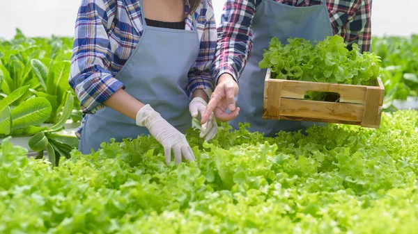 Young Farmer Couple Working Hydroponic Greenhouse Farm Clean Food Healthy — Stock Photo, Image
