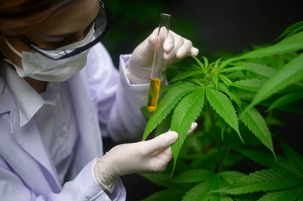 Concept Van Cannabisplantage Voor Medische Doeleinden Een Wetenschapper Met Een — Stockfoto