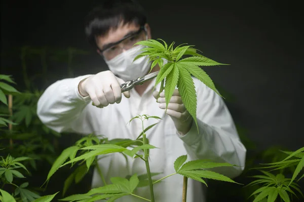 Wetenschapper Snoeit Snijdt Top Van Cannabis Aan Planning Alternatieve Geneeskunde — Stockfoto