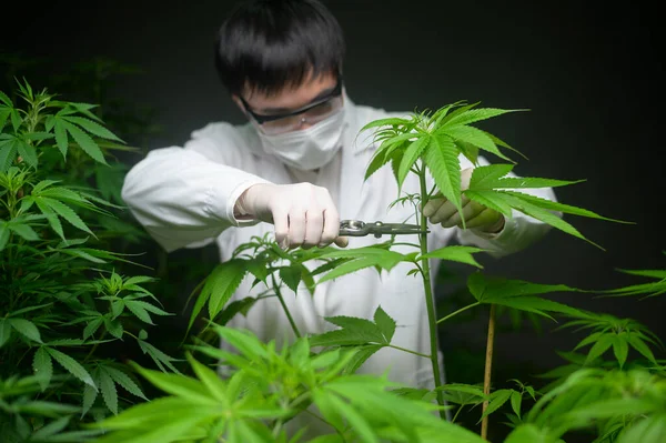 Wissenschaftler Trimmt Oder Schneidet Cannabis Auf Planungskonzept Für Alternative Medizin — Stockfoto