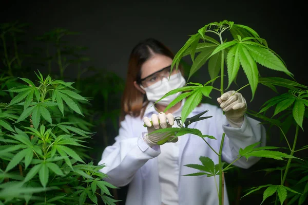 Wetenschapper Snoeit Snijdt Top Van Cannabis Aan Planning Alternatieve Geneeskunde — Stockfoto