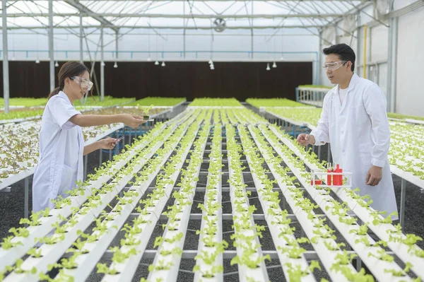 Vědec Pracující Hydroponické Skleníkové Farmě Čisté Potraviny Potravin — Stock fotografie