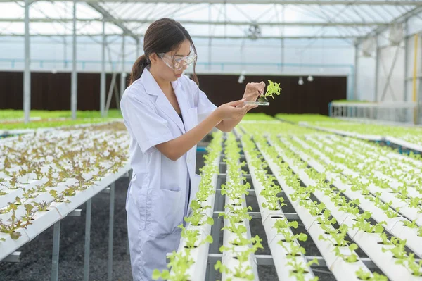 Ilmuwan Yang Bekerja Pertanian Rumah Kaca Hidroponik Konsep Makanan Bersih — Stok Foto