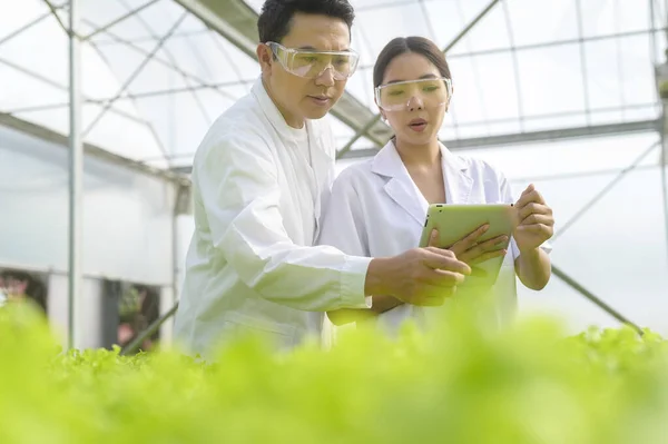 Scientist working in hydroponic greenhouse farm, clean food and food science concept