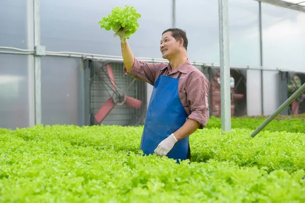 在水栽温室农场 清洁食品和健康饮食理念下工作的快乐老年农民 — 图库照片