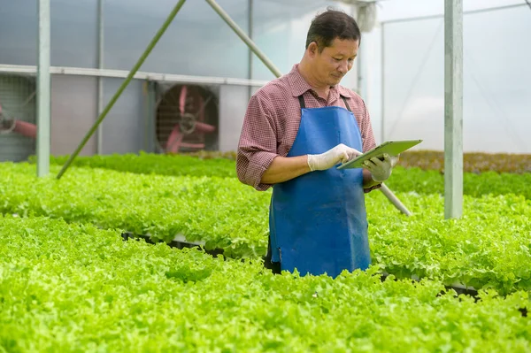 Happy Senior Farmer Working Using Tablet Hydroponic Greenhouse Farm Clean — Stock Photo, Image