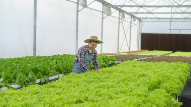 Hidroponik sera çiftliğinde çalışan mutlu erkek çiftçi, temiz yemek ve sağlıklı beslenme kavramı