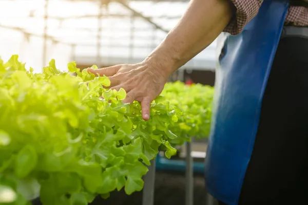 Close Human Hand Touching Hydroponic Vegetables Greenhouse Farm Clean Food — Stock Photo, Image