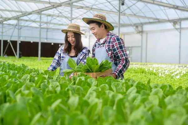 Pasangan Petani Muda Yang Bekerja Pertanian Rumah Kaca Hidroponik Makanan — Stok Foto