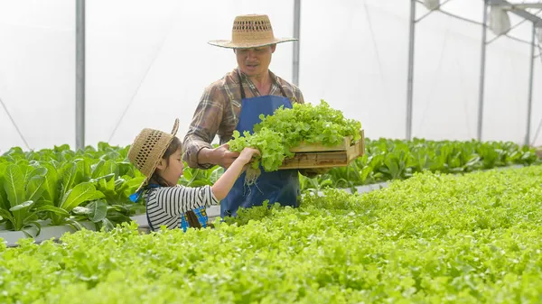 Šťastný Farmář Dědeček Holčička Pracující Hydroponické Skleníkové Farmě Čisté Jídlo — Stock fotografie