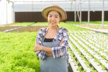 Hidroponik sera çiftliğinde çalışan genç bir kadın çiftçi, temiz gıda ve sağlıklı yeme konsepti.