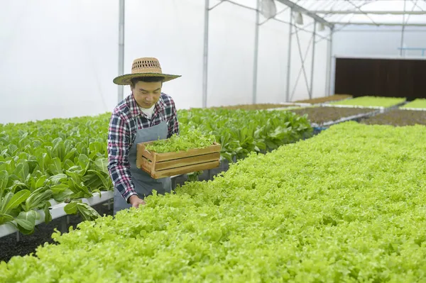 Щасливий Чоловік Фермер Який Працює Гідропонічній Тепличній Фермі Чиста Їжа — стокове фото