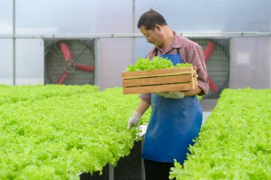 Hidroponik sera çiftliğinde çalışan mutlu bir çiftçi, temiz yiyecekler ve sağlıklı beslenme konsepti.