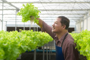 Hidroponik sera çiftliğinde çalışan mutlu bir çiftçi, temiz yiyecekler ve sağlıklı beslenme konsepti.
