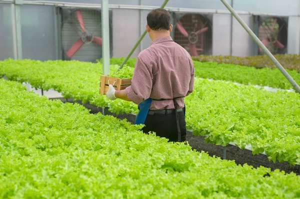 在水栽温室农场 清洁食品和健康饮食理念下工作的快乐老年农民 — 图库照片