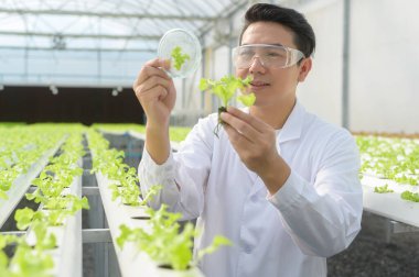 Hidroponik sera çiftliğinde çalışan bilim adamı, temiz gıda ve gıda bilimi konsepti