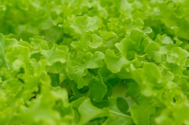 Hidroponik sera çiftliğinde taze sebzeler, temiz yiyecekler ve sağlıklı yeme konsepti. 