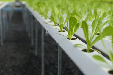 Hidroponik sera çiftliğinde taze sebzeler, temiz yiyecekler ve sağlıklı yeme konsepti. 