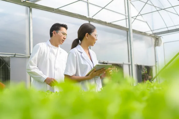 Vědec Pracující Hydroponické Skleníkové Farmě Čisté Potraviny Potravin — Stock fotografie