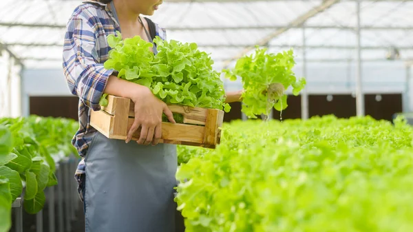 Young Female Farmer Working Hydroponic Greenhouse Farm Clean Food Healthy — Stock Photo, Image