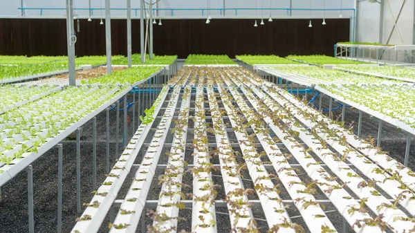 水栽温室农场的新鲜蔬菜 清洁食品和健康饮食概念 — 图库照片
