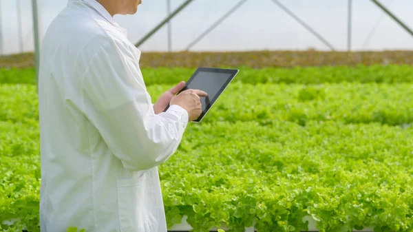 Scientist Working Hydroponic Greenhouse Farm Clean Food Food Science Concept — Stock Photo, Image