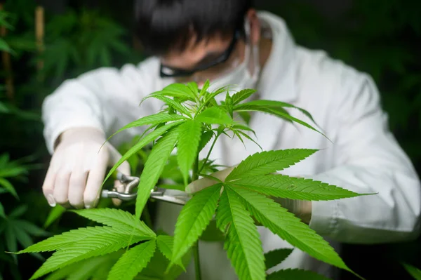 Wetenschapper Snoeit Snijdt Top Van Cannabis Aan Planning Alternatieve Geneeskunde — Stockfoto