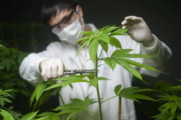 Científico Está Recortando Cortando Parte Superior Del Cannabis Planificación Concepto — Foto de Stock