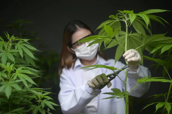 Wetenschapper Snoeit Snijdt Top Van Cannabis Aan Planning Alternatieve Geneeskunde — Stockfoto