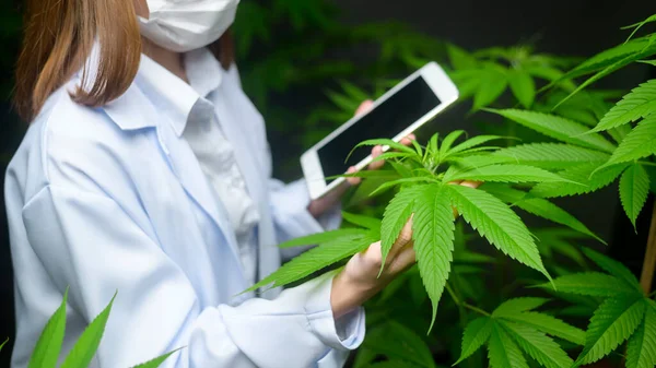 Concept Van Cannabisplantage Voor Medische Doeleinden Een Wetenschapper Die Tabletten — Stockfoto