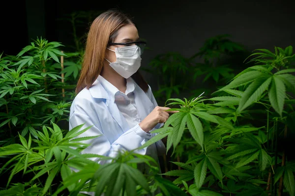 Concept Cannabis Plantation Medical Scientist Using Tablet Collect Data Cannabis — Stock Photo, Image